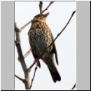 Turdus philomelos - Singdrossel 02.jpg